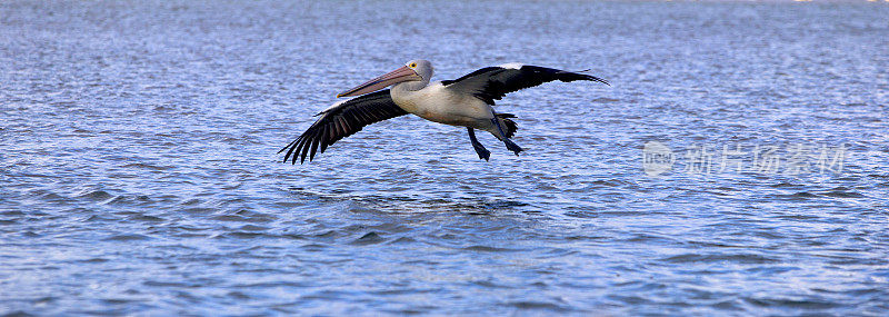 鹈鹕(Pelecanus conspicillatus)